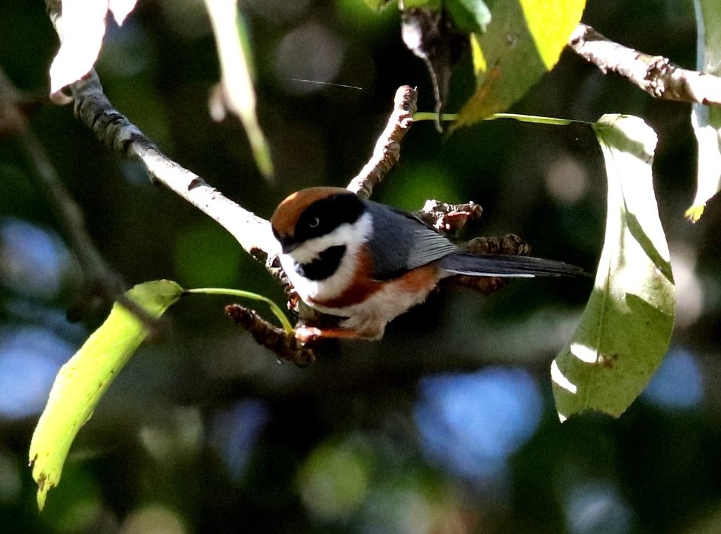 冬至大雪山活潑的鳥兒與松鼠:074A7132紅頭山雀.JPG