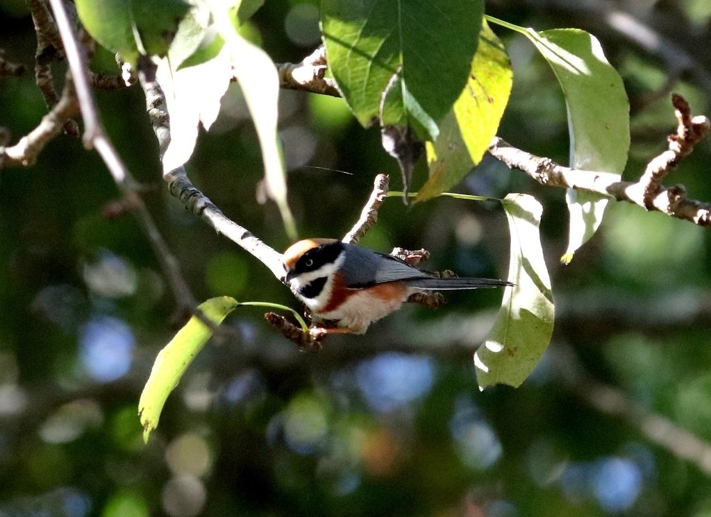 冬至大雪山活潑的鳥兒與松鼠:074A7128紅頭山雀.JPG