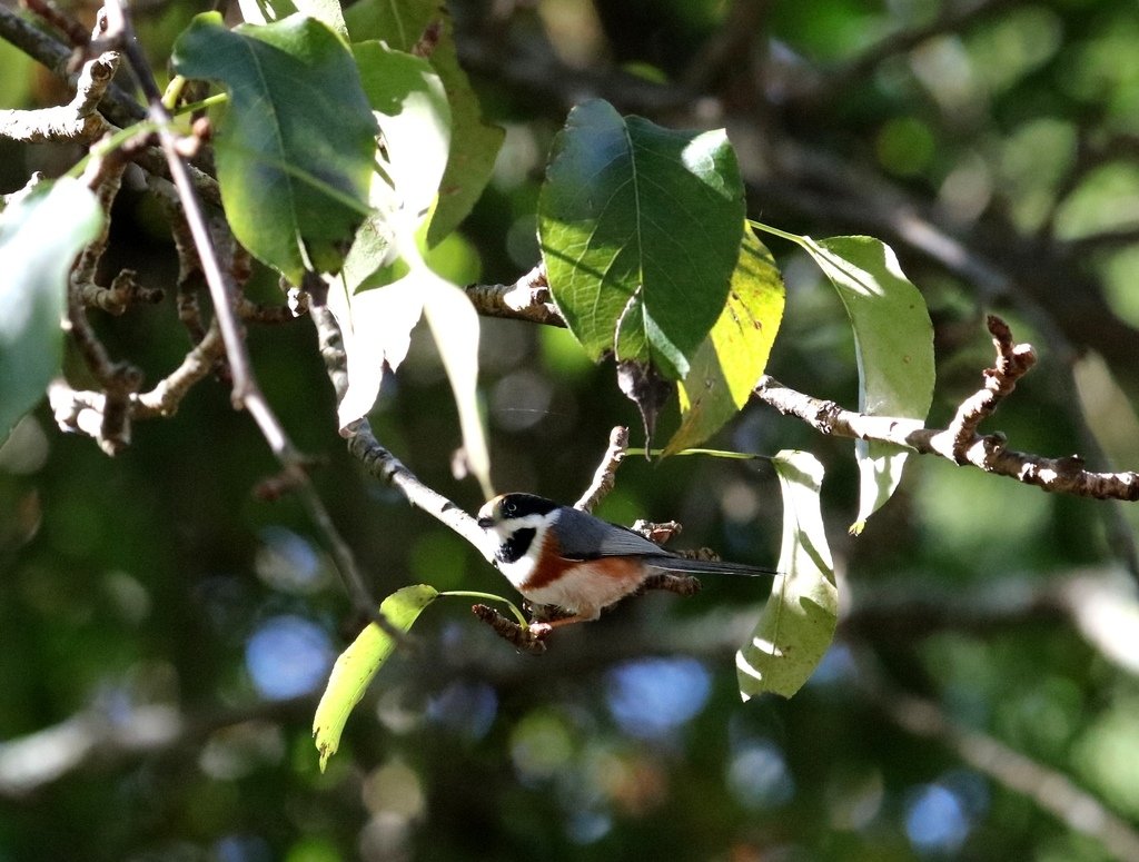 冬至大雪山活潑的鳥兒與松鼠:074A7129紅頭山雀.JPG