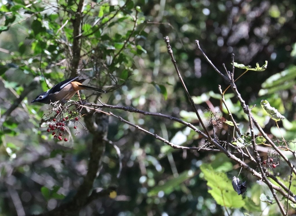 冬至大雪山活潑的鳥兒與松鼠:074A6948.JPG