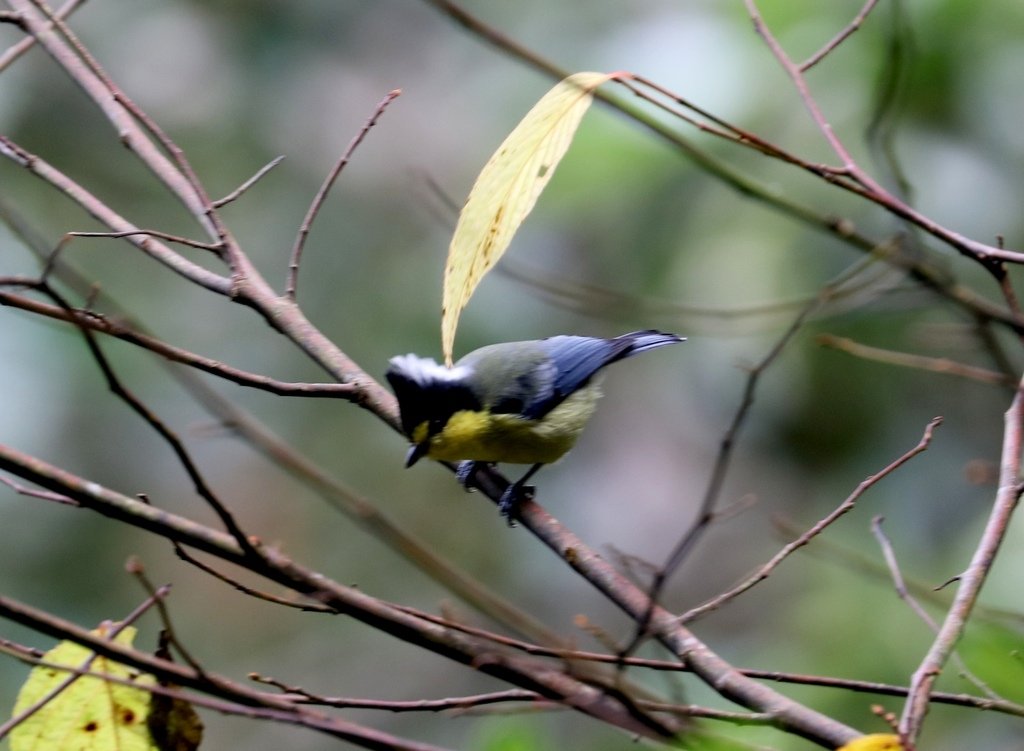 大雪山賞鳥和松鼠及猴王:074A7600.JPG