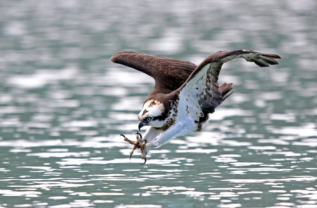 水鳥捕魚千裡挑一精彩鏡頭:N74A0594魚鷹.JPG