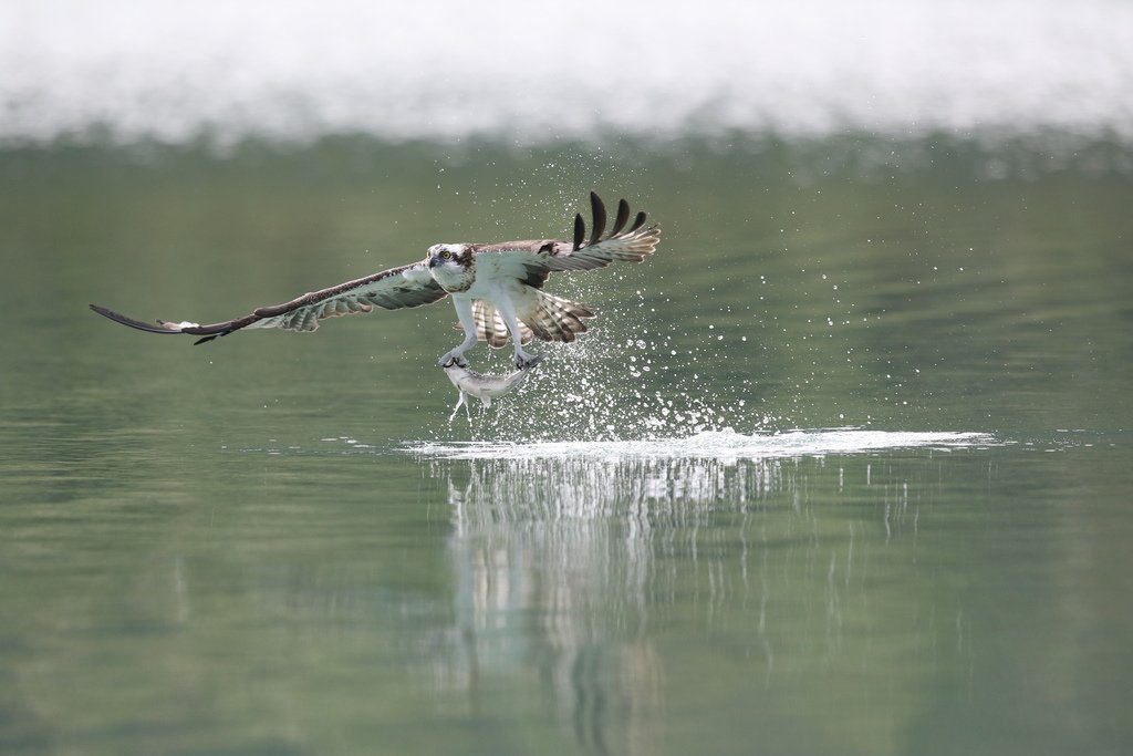 水鳥捕魚千裡挑一精彩鏡頭:N74A0906.JPG