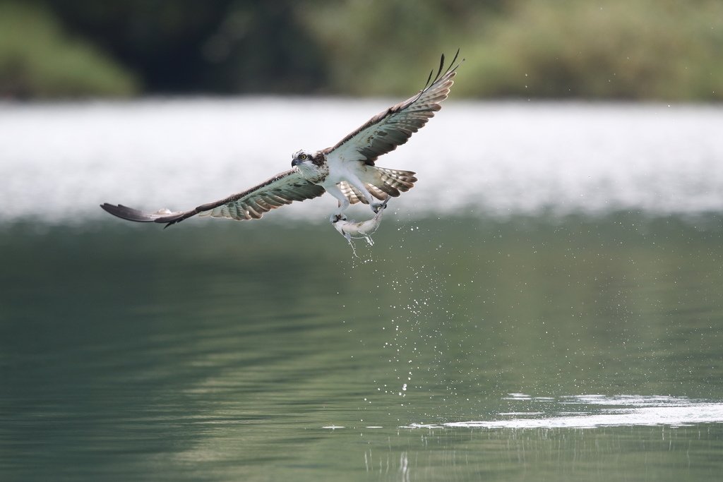 水鳥捕魚千裡挑一精彩鏡頭:N74A0910.JPG