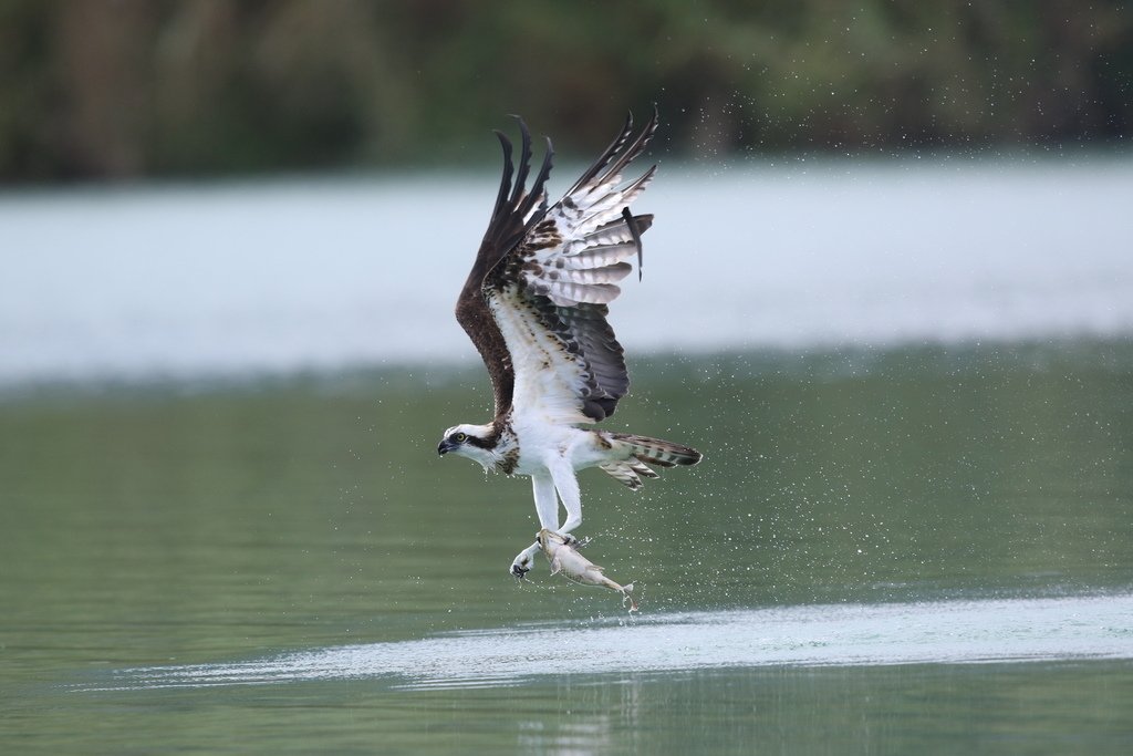 水鳥捕魚千裡挑一精彩鏡頭:N74A0941.JPG