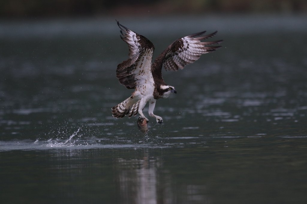 水鳥捕魚千裡挑一精彩鏡頭:N74A1601.JPG