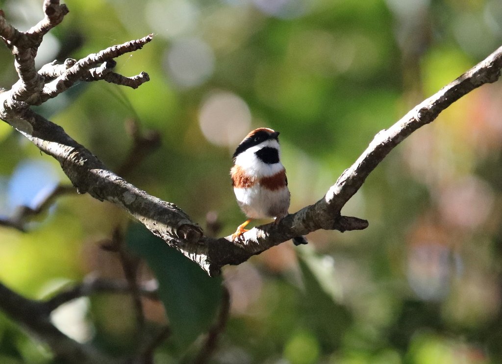 冬至大雪山活潑的鳥兒與松鼠:074A7143紅頭山雀.JPG