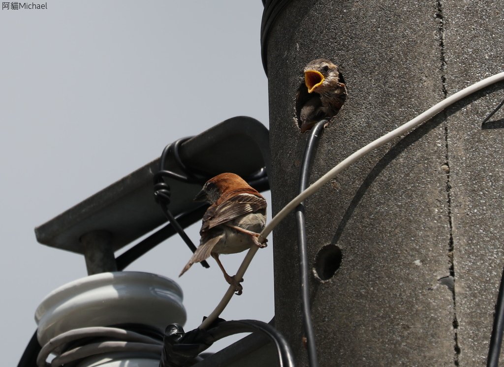 台南關子嶺的山麻雀親鳥育雛:074A3423換另一隻幼鳥索食.jpg