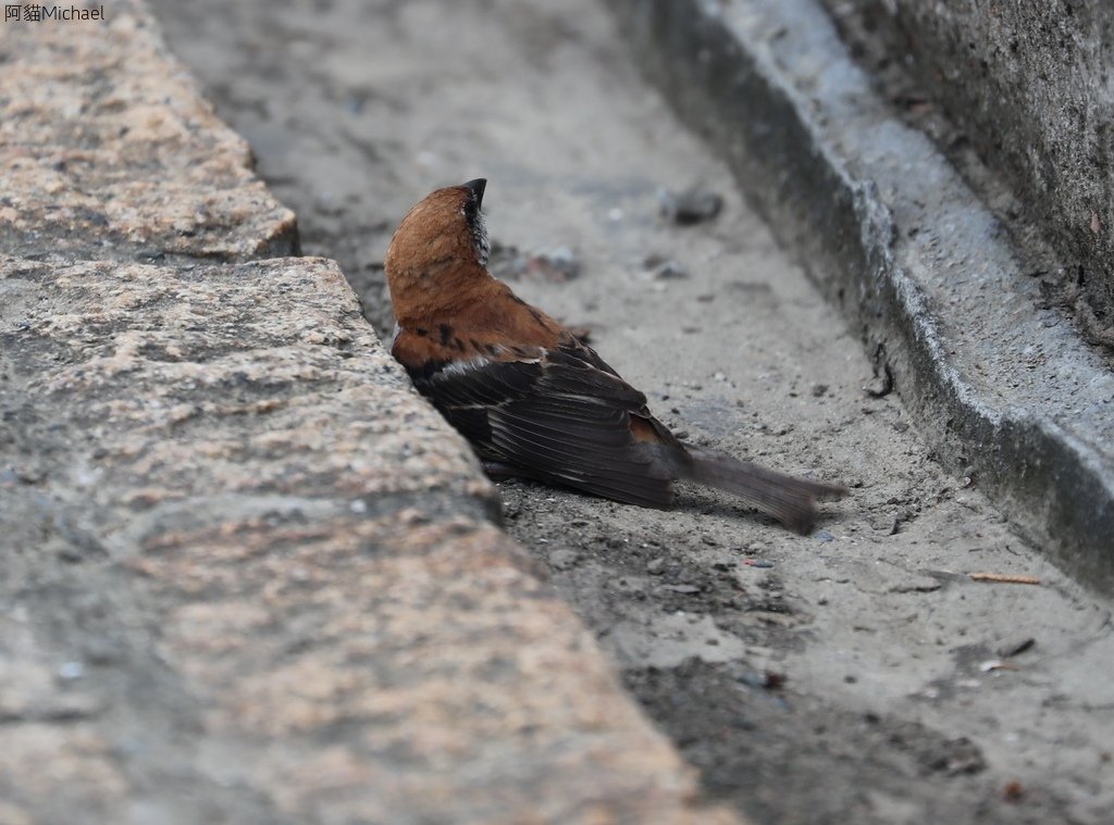 台南關子嶺的山麻雀親鳥育雛:074A3502山麻雀公鳥.JPG