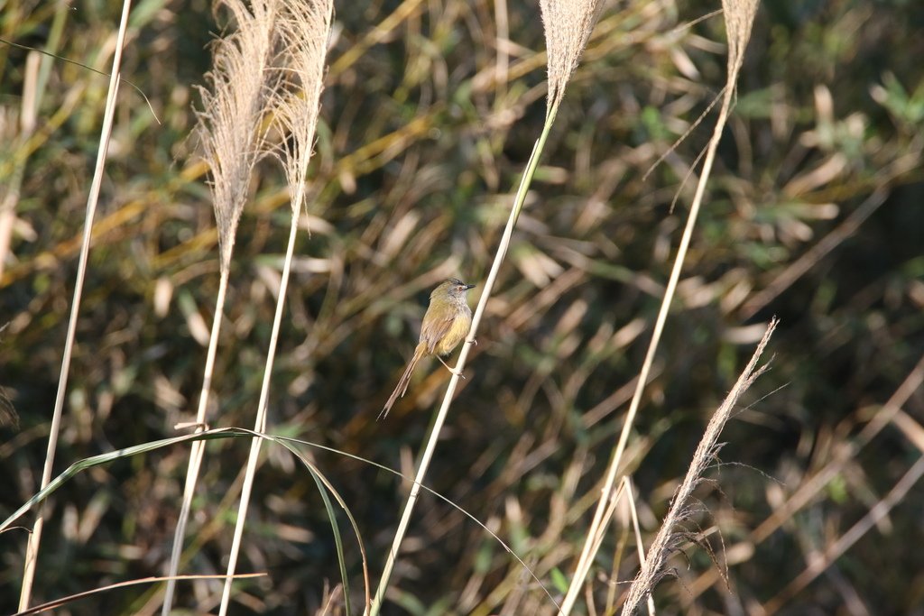 褐頭鷦鶯、粉紅鸚嘴、紅尾伯勞與灰頭鷦鶯:N74A4509.JPG