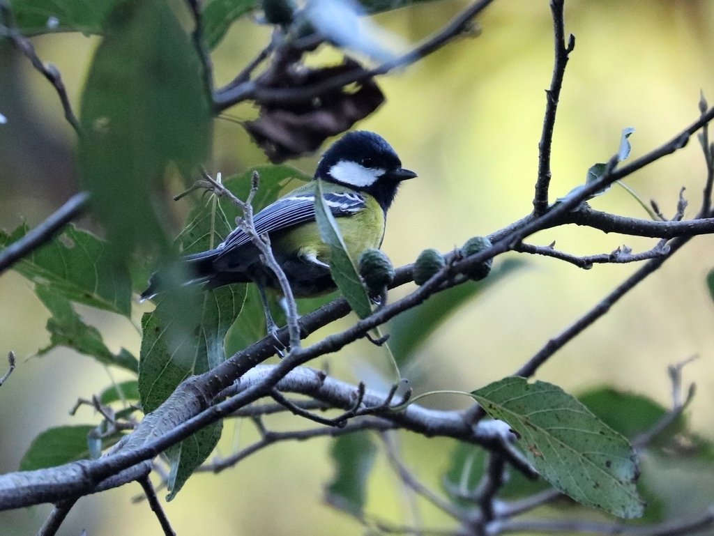 冬至大雪山活潑的鳥兒與松鼠:074A6902青背山雀.JPG