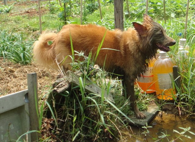 1030421愛犬Yuni喜泥巴浴:DSC07302a.JPG