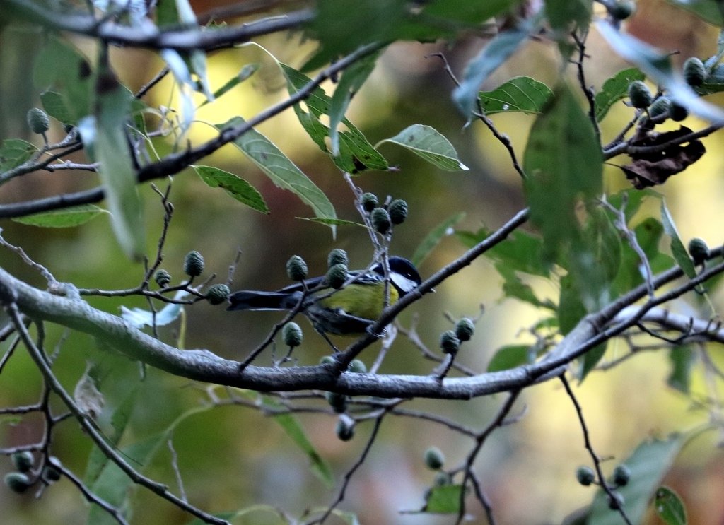 冬至大雪山活潑的鳥兒與松鼠:074A6901青背山雀.JPG