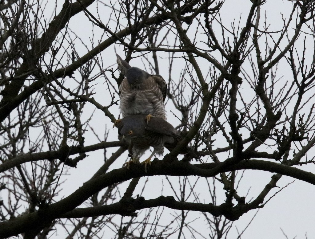 鳳頭蒼鷹夫婦交尾傳宗接代:074A8941鳳頭蒼鷹交尾.jpg