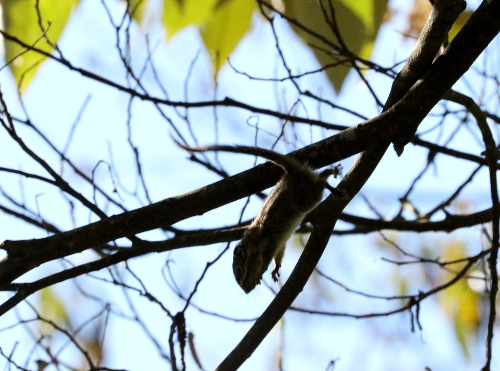 冬至大雪山活潑的鳥兒與松鼠:074A7185條紋松鼠.JPG