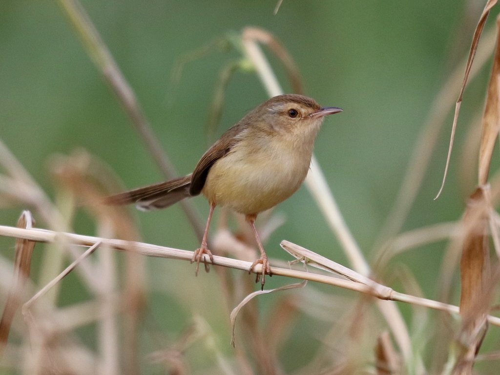 復旦大埤塘周遭的鳥兒:N74A3008褐頭鷦鶯.jpg