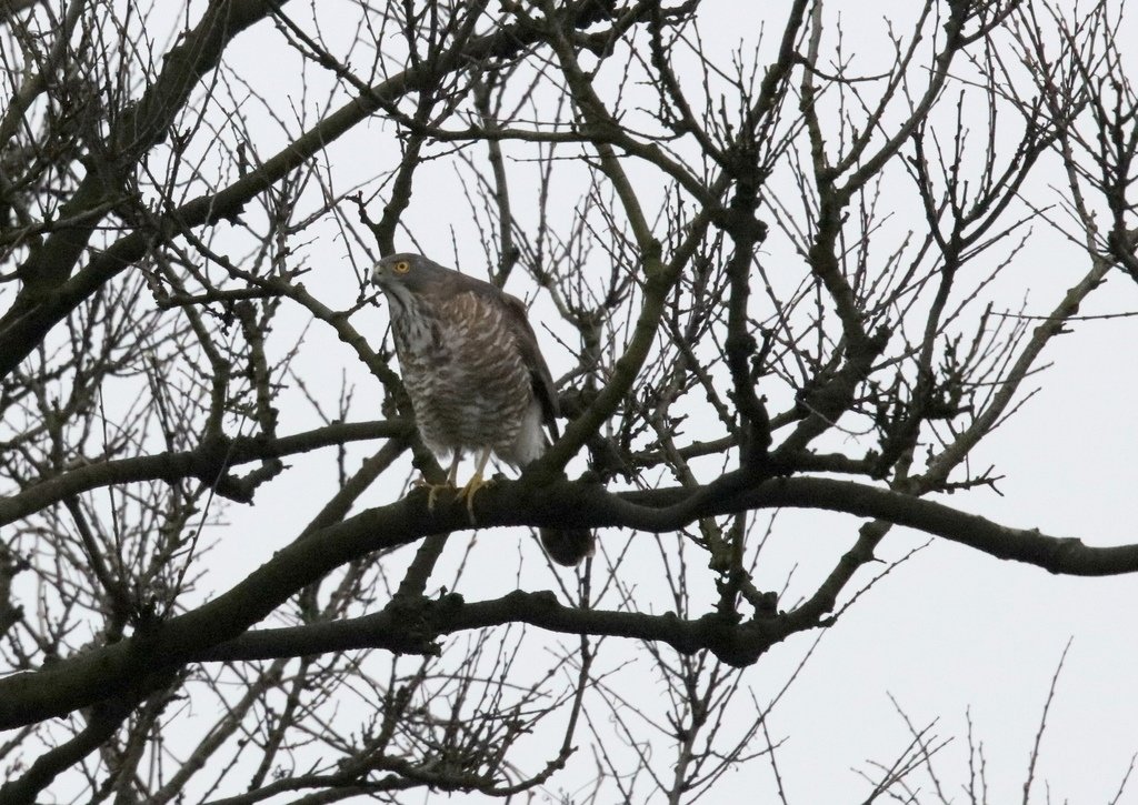 鳳頭蒼鷹夫婦交尾傳宗接代:074A8890鳳頭蒼鷹.jpg