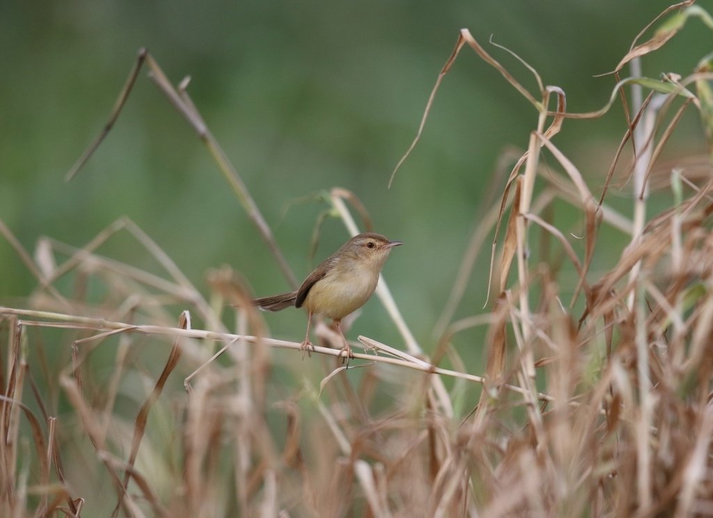 復旦大埤塘周遭的鳥兒:N74A3009.JPG