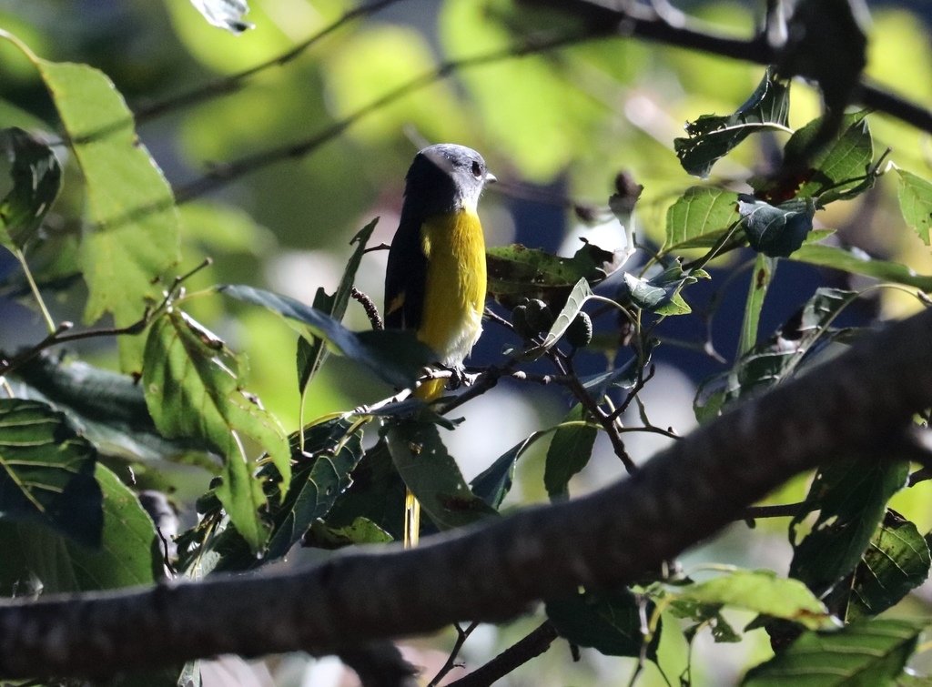 冬至大雪山活潑的鳥兒與松鼠:074A7081灰喉山椒鳥母鳥.JPG