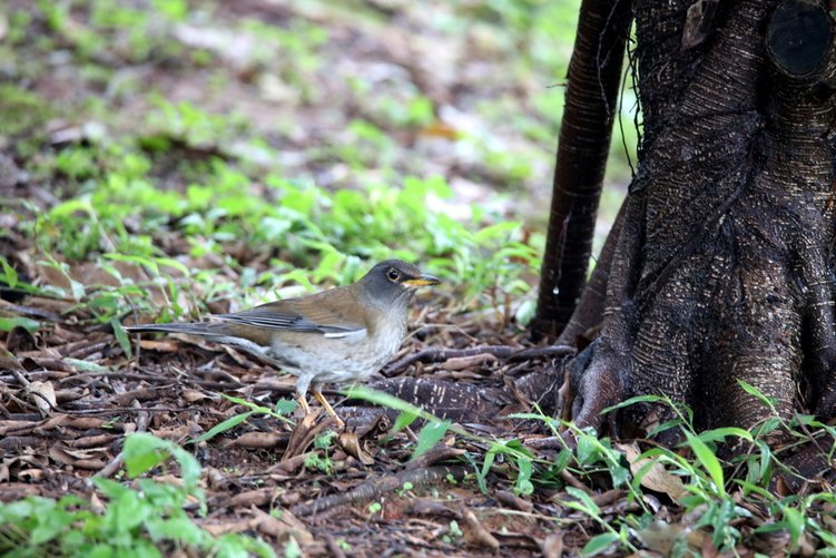 復旦-新天母公園的鳥兒:074A8333.JPG