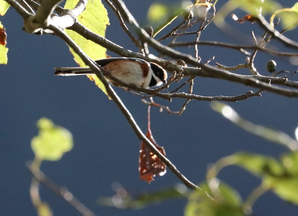 冬至大雪山活潑的鳥兒與松鼠:074A7120a.jpg