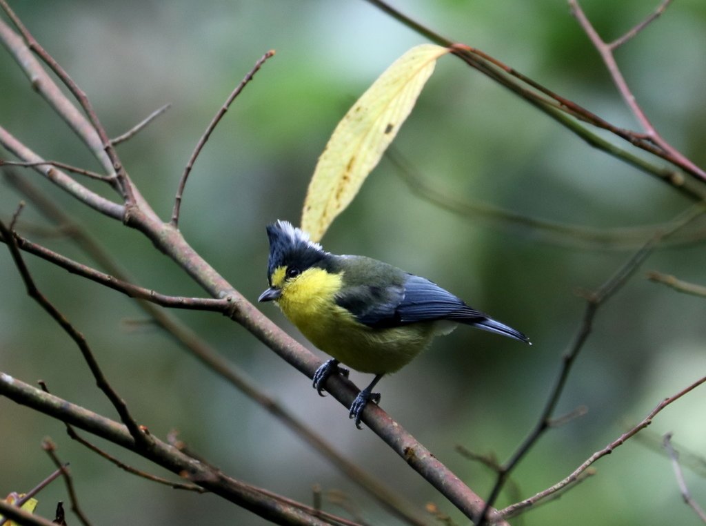 大雪山賞鳥和松鼠及猴王:074A7587a.jpg