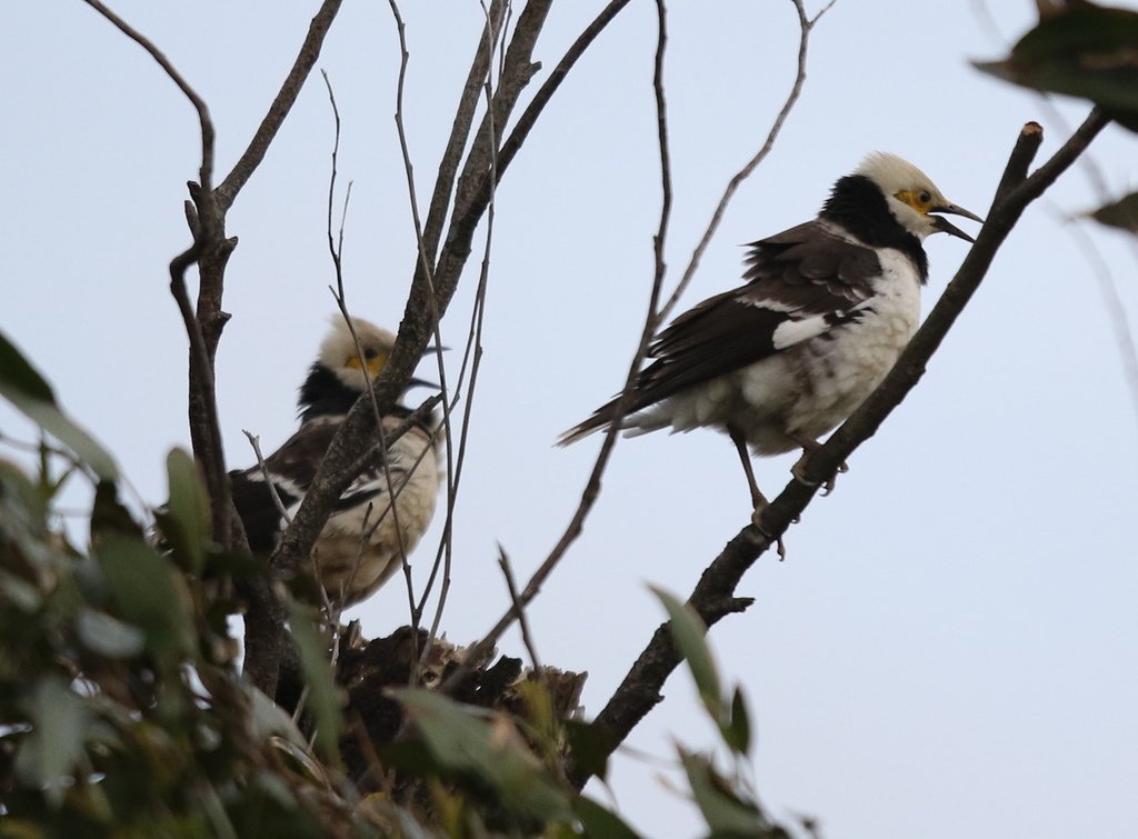 復旦大埤塘周遭的鳥兒:N74A3026一同呼叫.jpg