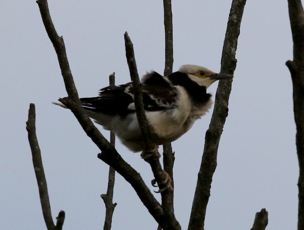 復旦大埤塘周遭的鳥兒:N74A2991a.jpg