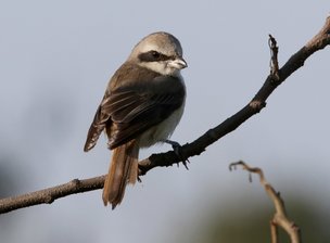 褐頭鷦鶯、粉紅鸚嘴與紅尾伯勞:N74A4491紅尾伯勞.JPG