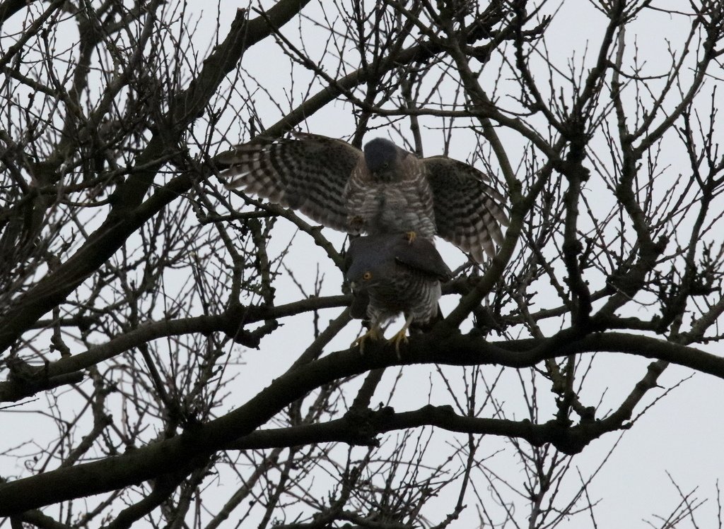 鳳頭蒼鷹夫婦交尾傳宗接代:074A8940鳳頭蒼鷹夫婦傳宗接代.jpg