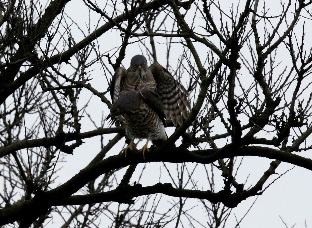 鳳頭蒼鷹夫婦交尾傳宗接代:074A8939鳳頭蒼鷹夫婦.jpg