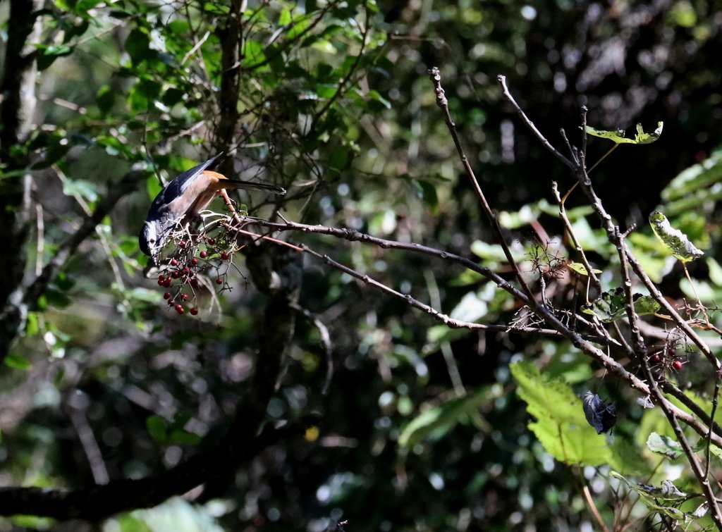 冬至大雪山活潑的鳥兒與松鼠:074A6945.JPG