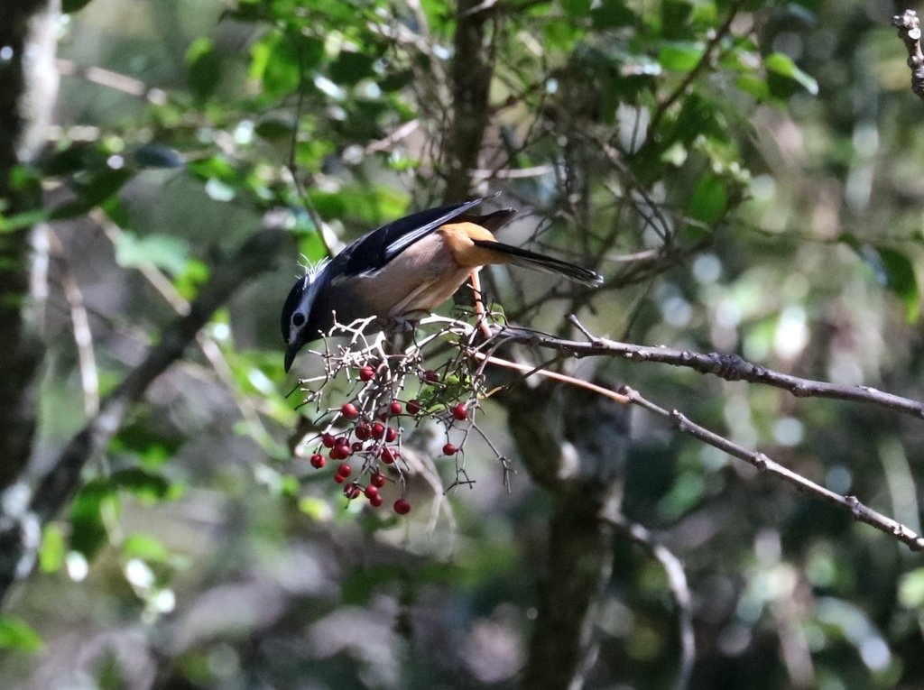 冬至大雪山活潑的鳥兒與松鼠:074A6947.JPG