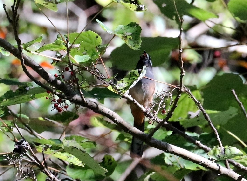 冬至大雪山活潑的鳥兒與松鼠:074A6934白耳畫眉鳴叫.jpg