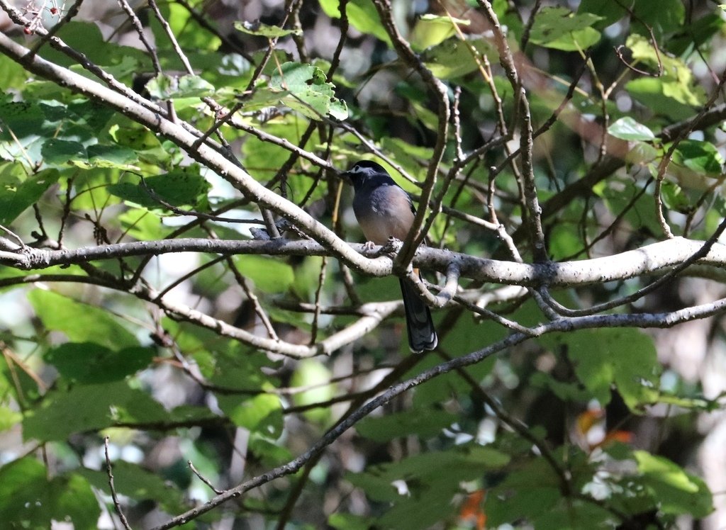 冬至大雪山活潑的鳥兒與松鼠:074A6966白耳畫眉.JPG