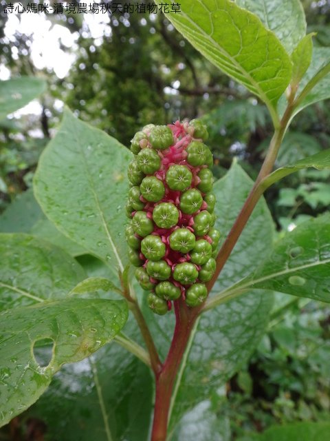 DSC03459.JPG - 南投清境農場的植物花草