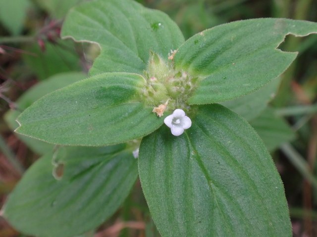 DSC03349.JPG - 南投清境農場的植物花草