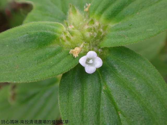 DSC03351.JPG - 南投清境農場的植物花草