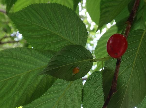 DSC08310山櫻花%26;黃瓢蟲媽媽.jpg