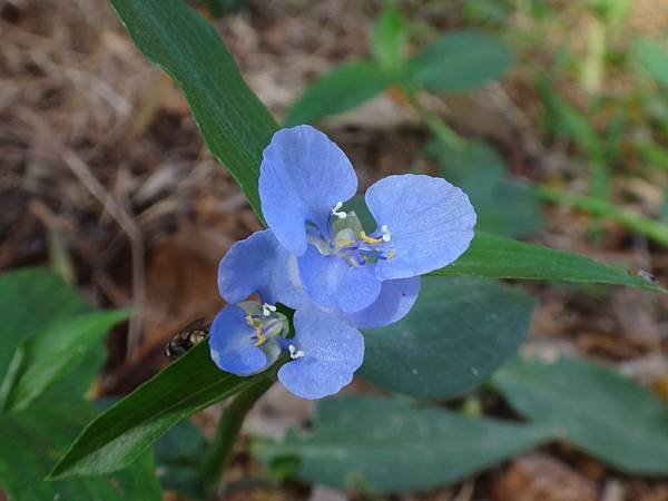 DSC04846二朵淡藍花.JPG