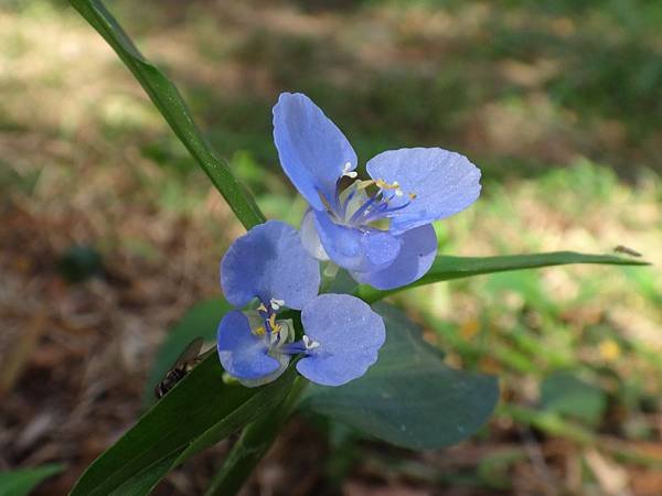 DSC04852花朵三瓣同為藍色者稱“竹仔菜”.JPG