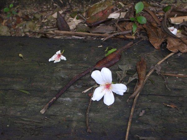 落地的油桐花