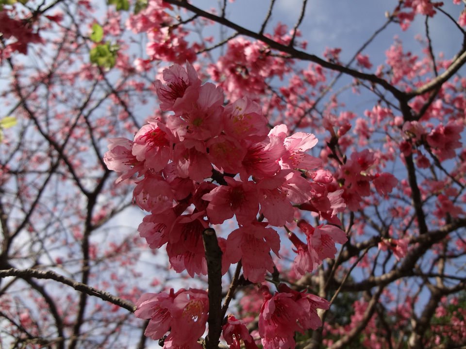 DSC00566a.jpg
