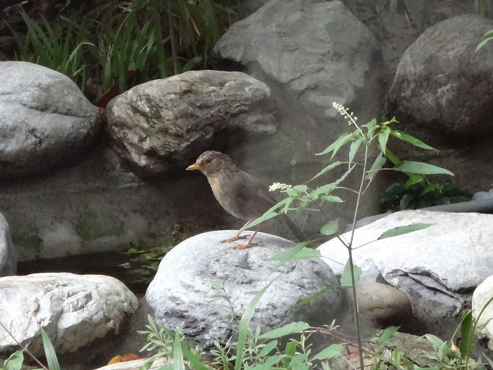 DSC08988a.jpg