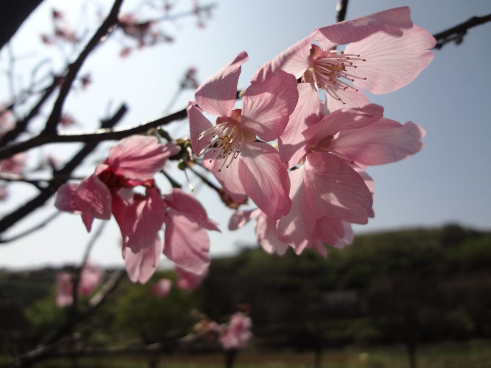 DSC06294a.jpg