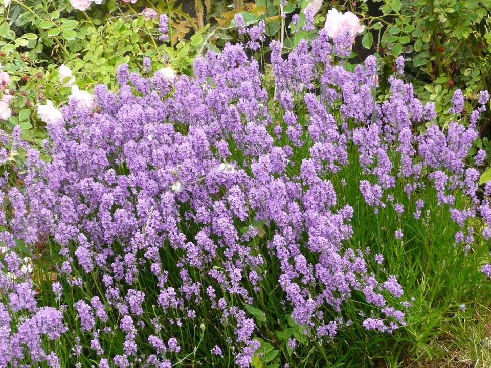 P1250052a.jpg
