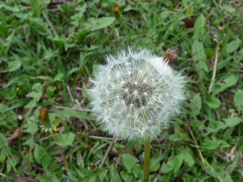 P1540947a.jpg