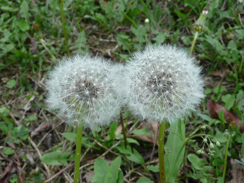 P1540954a.jpg