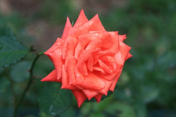 IMG_3225.JPG