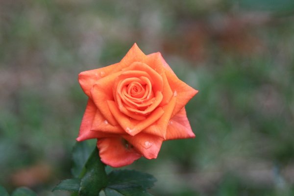 IMG_3227.JPG